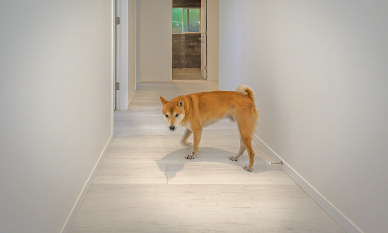 Skema Living laminate, Prestige Gold collection in Canadian Oak